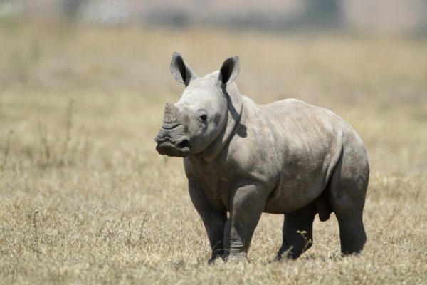 12 Of The Best Places To See Rhinos In Kenya AFKTravel