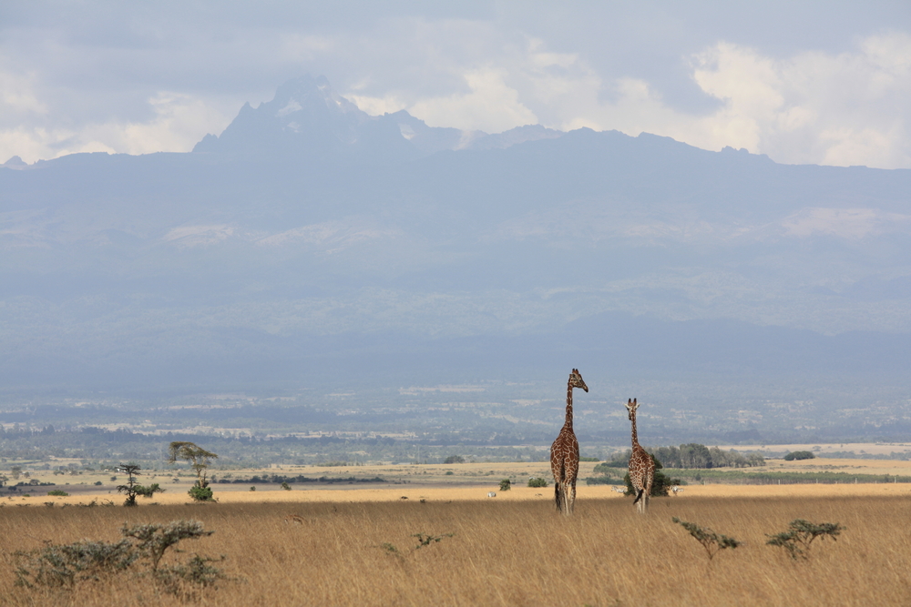 Aberdare National Park. Kenya (Shutterstock)
