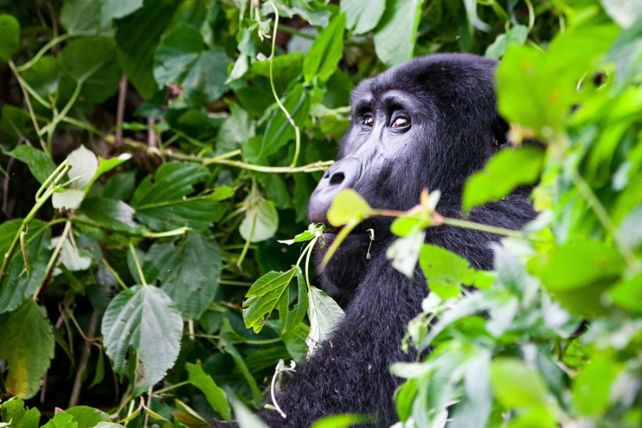Rare Silverback gorilla in Bwindi Impenetrable National Park, Uganda (Shutterstock)