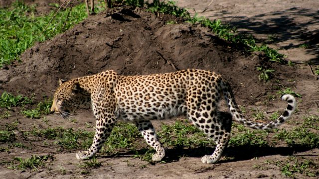 chobe leopard
