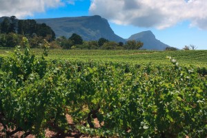 Constantia winelands, Cape Town (Shutterstock)