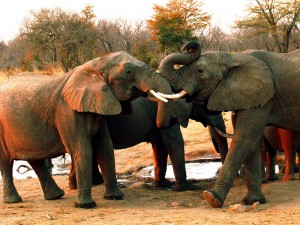 Elephants at Hwange National Park, Zimbabwe (photo by Becca Blond)
