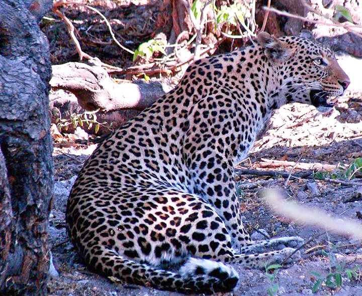 Leopard at Chobe National Park, Botswana (Photo by Becca Blond)
