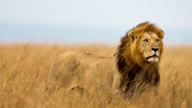 Image result for lions in masai mara