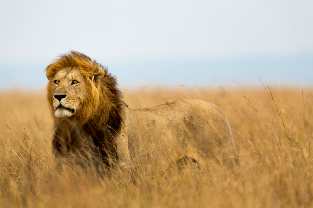 Lion in Masai Mara, Kenya (Shutterstock)