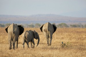 Elephants in Mikumi (Shutterstock)
