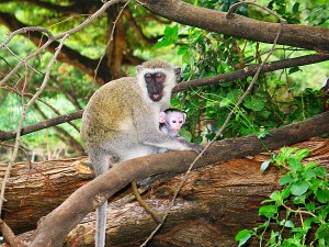Monkeys in Haller Park, Mombasa. Photo by Susan McKee