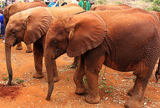 Elephants at David Sheldrick Wildlife Trust, Nairobi. Photo by Susan McKee
