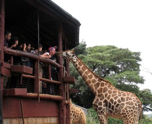 nairobi giraffe center