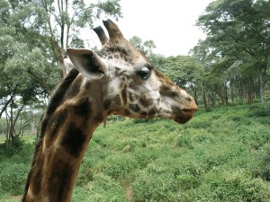 Giraffe at Giraffe Center, Nairobi. Photo by Susan McKee