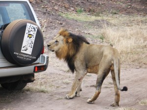 Lion in Nairobi National Park, Kenya. Photo by Susan McKee