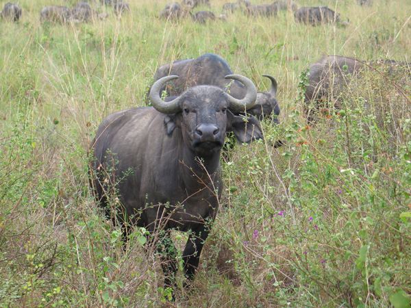 Cape Buffalo in Haller Park, Mombasa. Photo by Susan McKee