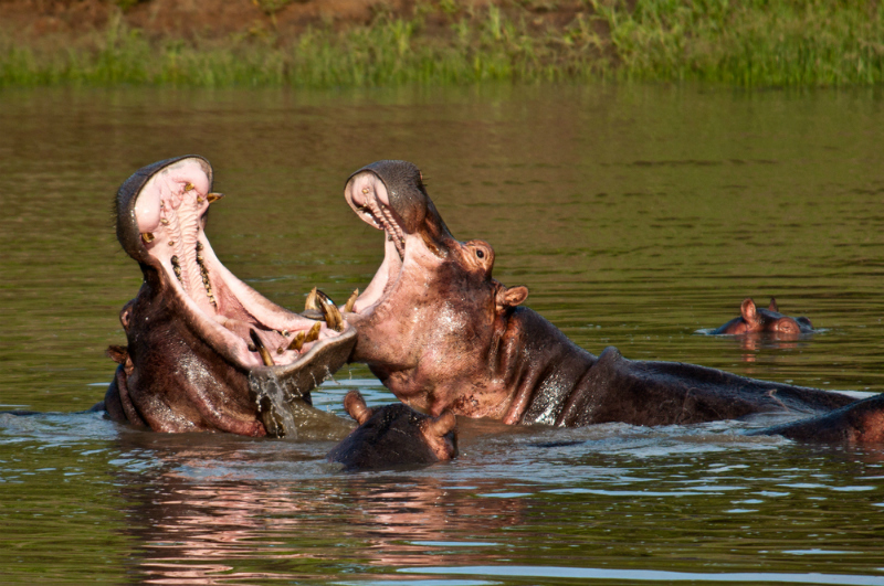 Hippos fighting in the Ruaha River, Tanzania (Shutterstock)