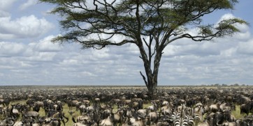 wildebeest migration serengeti