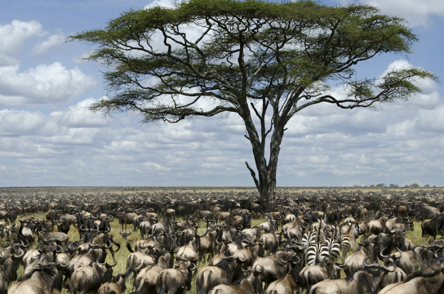 Wildebeest in Serengeti National Park (Shutterstock)