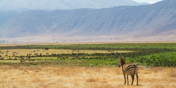 Ngorongoro