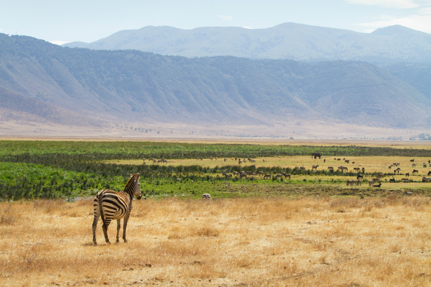 Zebra in Ngorongoro (Shutterstock)