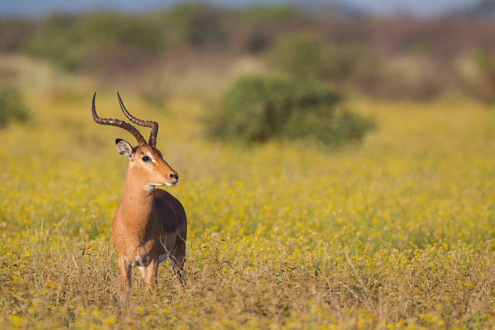 Antelope in Madikwe Reserve (Shutterstock)