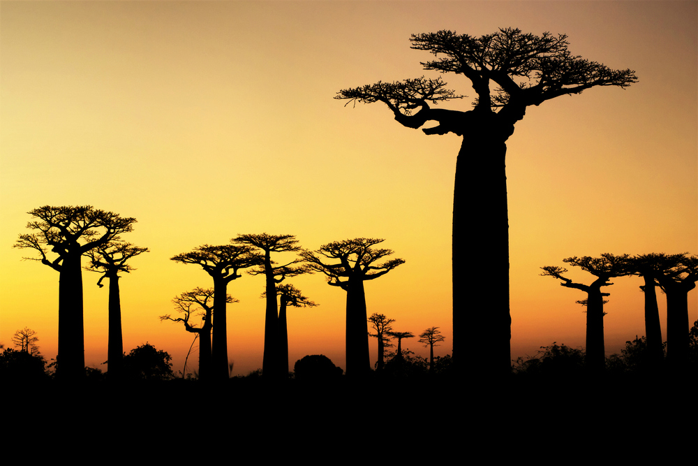 Baobab trees at sunset, Madagascar (Shutterstock)