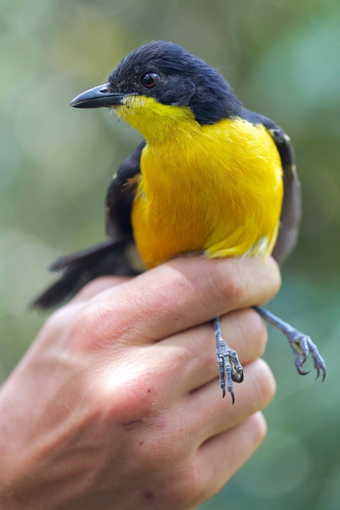 A Yello-Breasted Boubou in the Western High Plateau, Cameroon (Shutterstock)