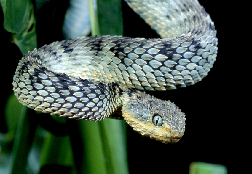 Bush viper (Shutterstock)