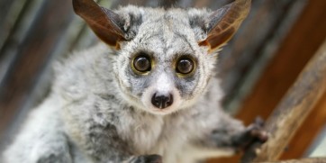 bushbaby