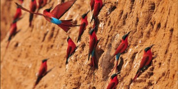 carmine bee eater luangwa