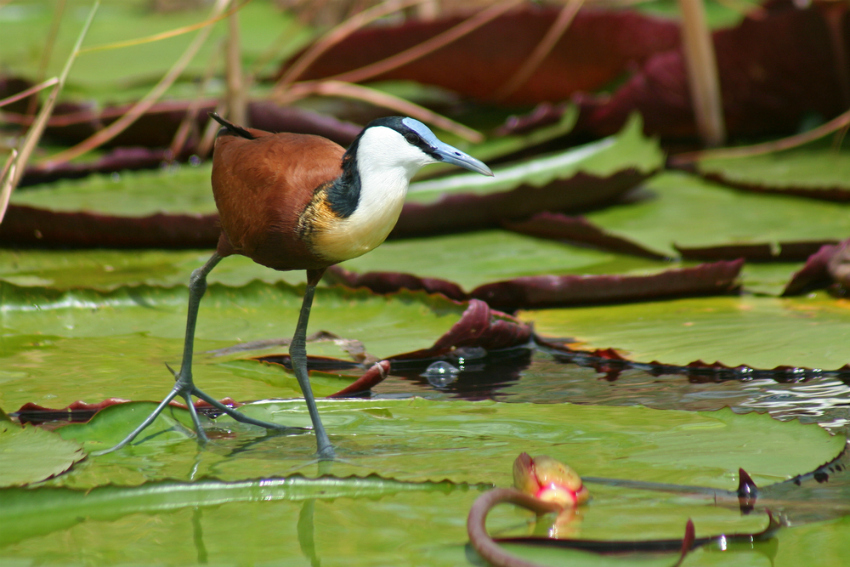 A jacana on waterlilies in the Chobe River (Shutterstock)