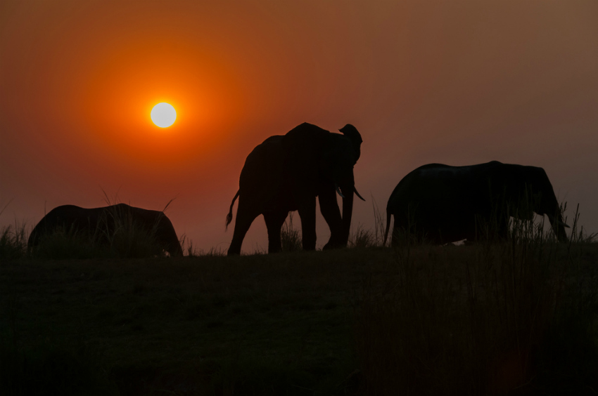 Elephants in Chobe National Park (Shutterstock)