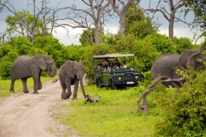 Game drive in Chobe National Park (Shutterstock)