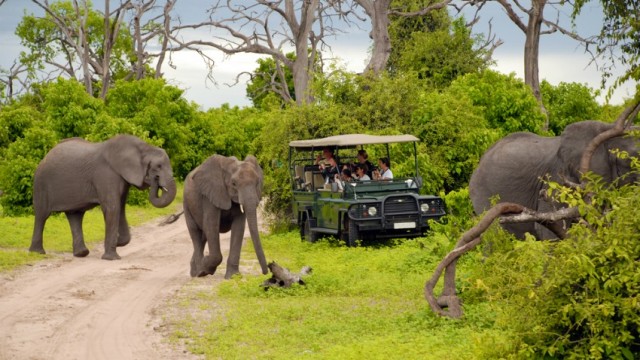 Guide To Planning A Safari