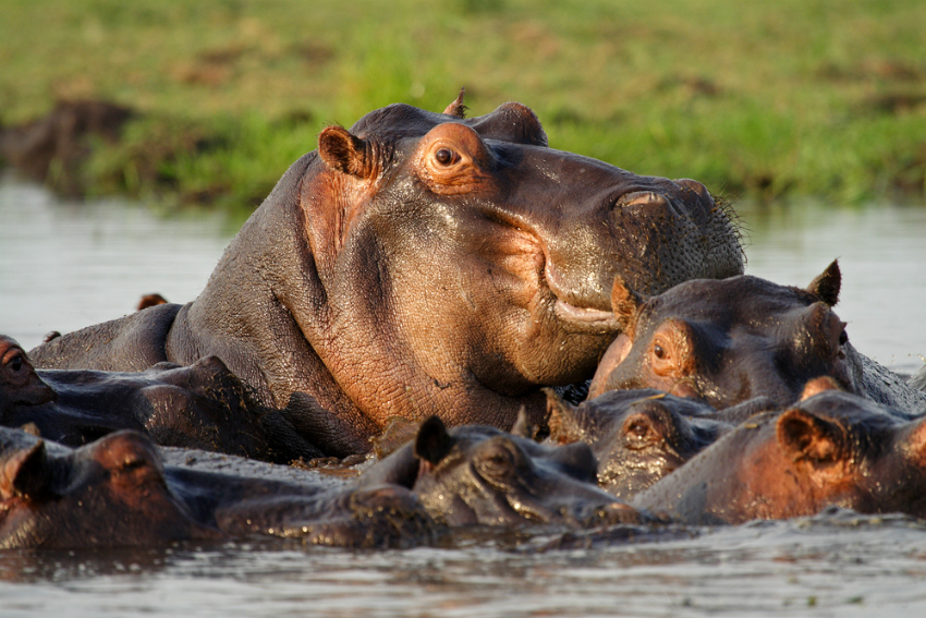 Hippos on the Chobe River (Shutterstock)
