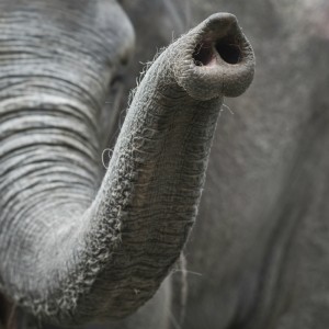 Elephant trunk (Shutterstock)