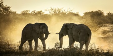 elephants in africa