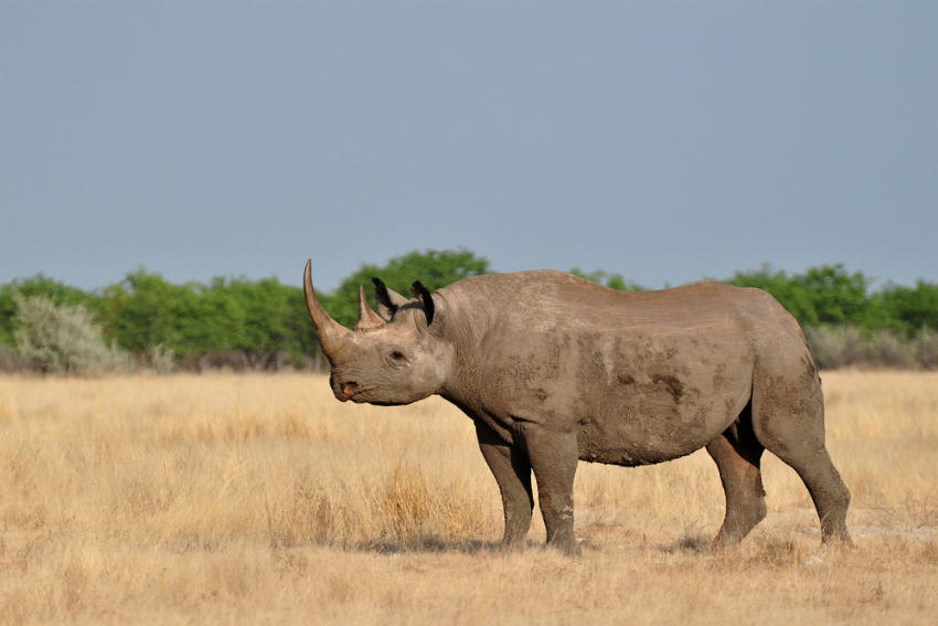 Black Rhino in Etosha National Park, Namibia (Shutterstock)