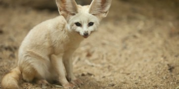 fennec fox