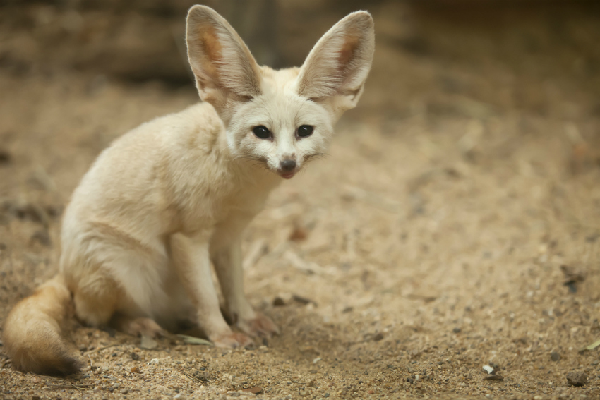 Fennec fox (Shutterstock)