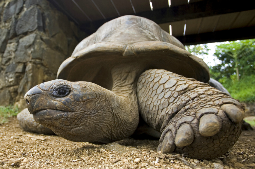 Seychelles giant tortoise (Shutterstock)
