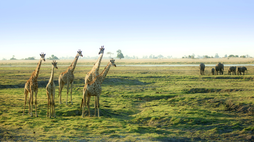 Giraffes and elephants on the Botswana savannah (Shutterstock)
