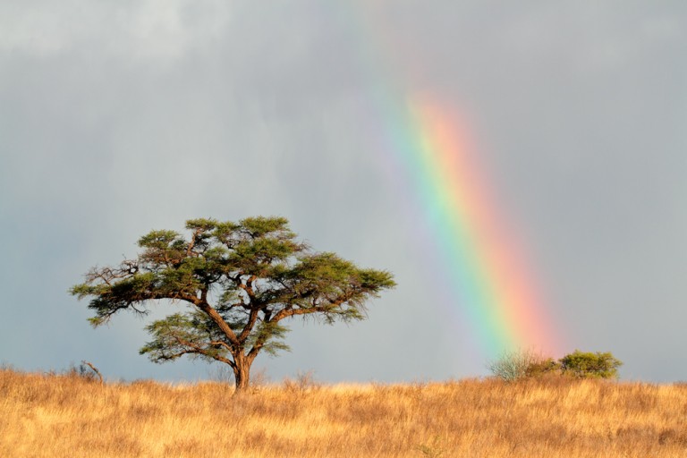 10 Things You Didn't Know About African Acacia Trees | AFKTravel