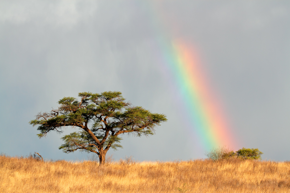 kalahari rainbow