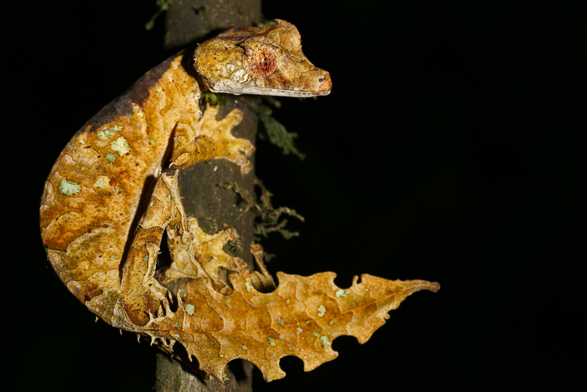 "Satanic" leaf-tailed gecko, Madagascar (Shutterstock)