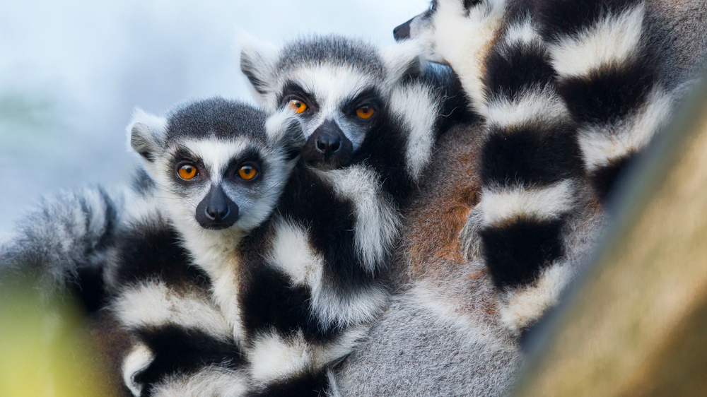 lemurs madagascar