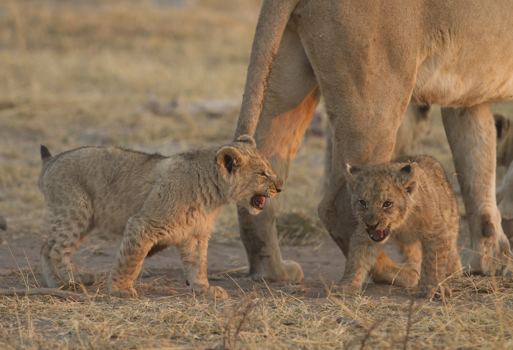 lion cubs madikwe