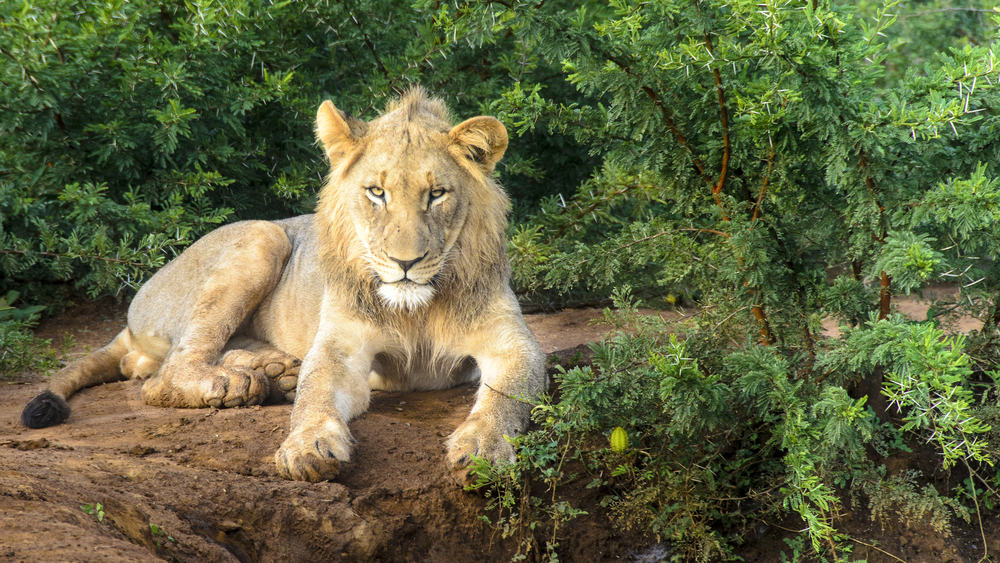 lion madikwe