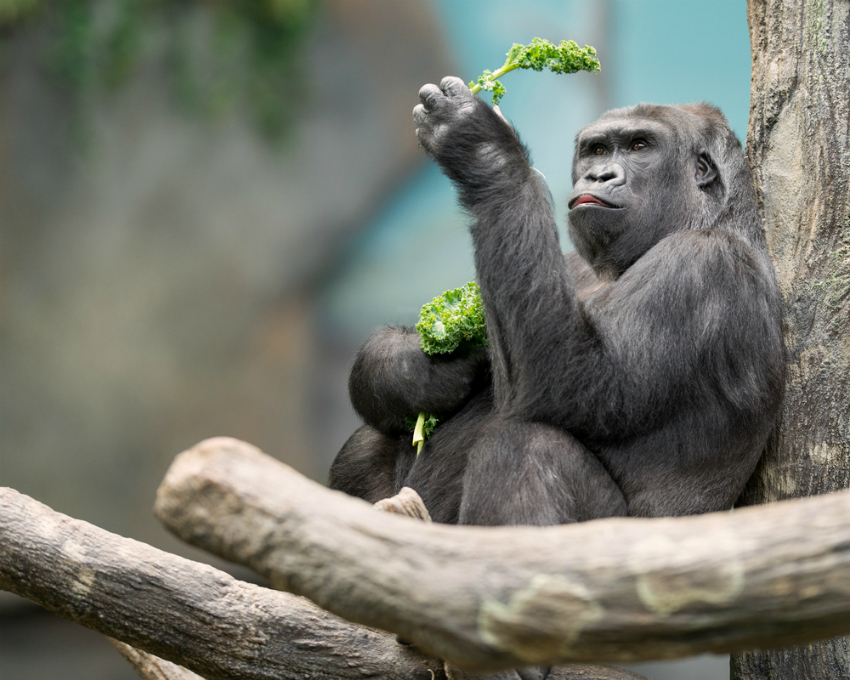 Female Western lowland gorilla (Shutterstock)