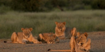 lions madikwe