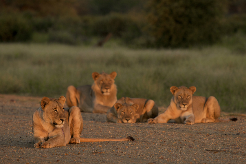 lions madikwe