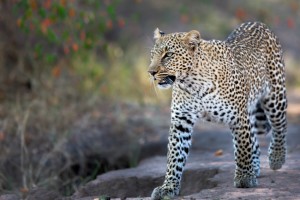 Leopard in Masai Mara National Park (Shutterstock)