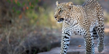 15 Best Places to Spot the Big Five on Safari